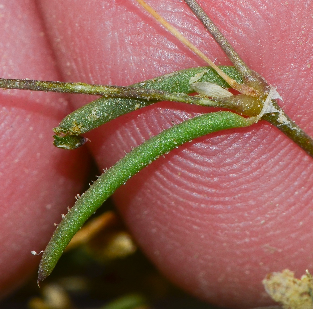 Image of Spergularia diandra specimen.