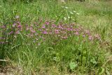 Dianthus deltoides