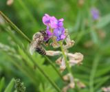 Oxytropis glabra