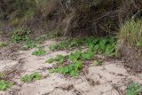 Tussilago farfara. Заросли на песчаном пляже у границы с коренным берегом. Ленинградская обл., Ломоносовский р-н, окр. форта \"Красная Горка\", берег Финского залива. 25.09.2016.