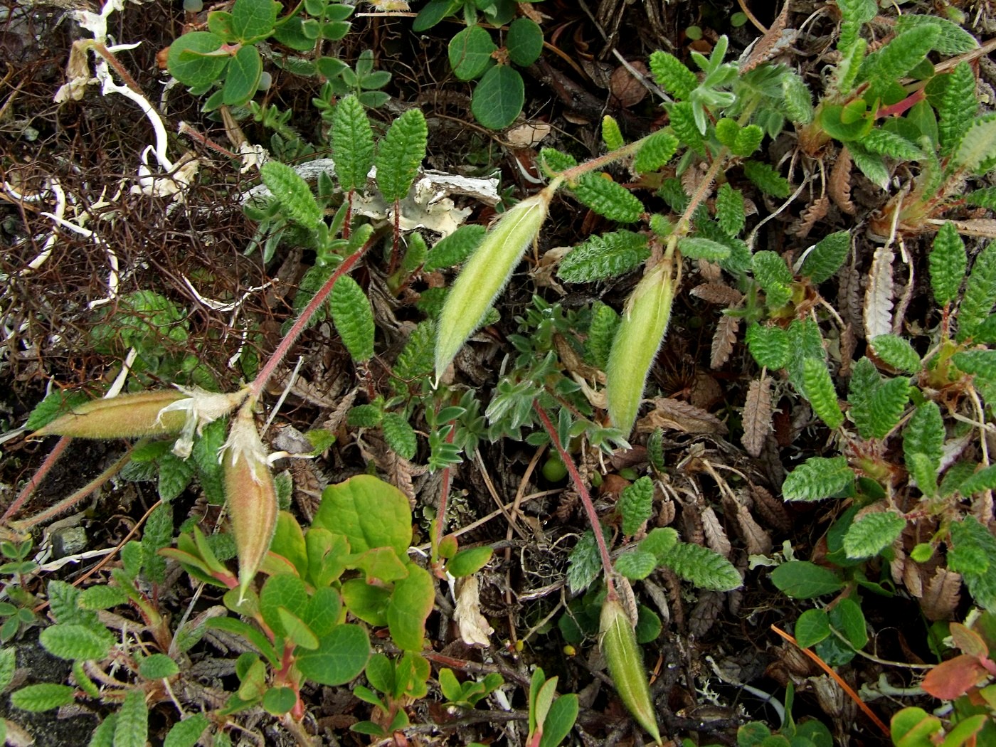 Изображение особи Oxytropis czukotica.