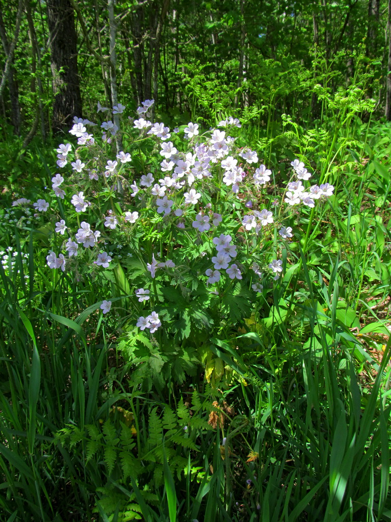 Изображение особи Geranium sylvaticum.