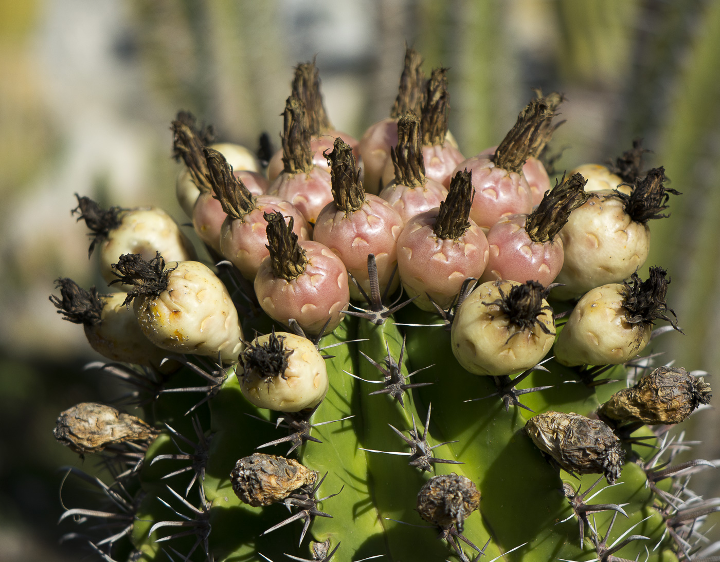 Изображение особи Ferocactus wislizeni.