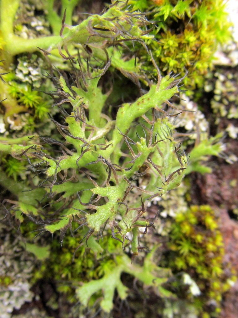 Изображение особи семейство Physciaceae.