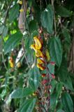 Thunbergia mysorensis. Соцветие на фоне листьев. Малайзия, Камеронское нагорье, ≈ 1500 м н.у.м., опушка влажного тропического леса. 03.05.2017.