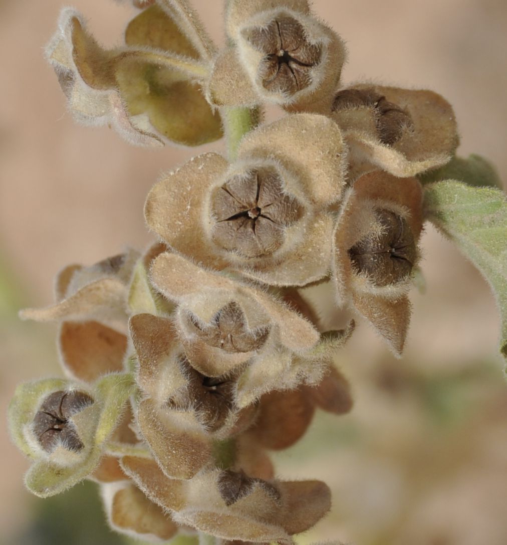 Изображение особи Malva arborea.