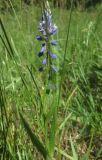 Polygala comosa. Цветущее растение. Московская обл., Луховицкий р-н, долина реки Ройка, сухой луг. 28.05.2018.