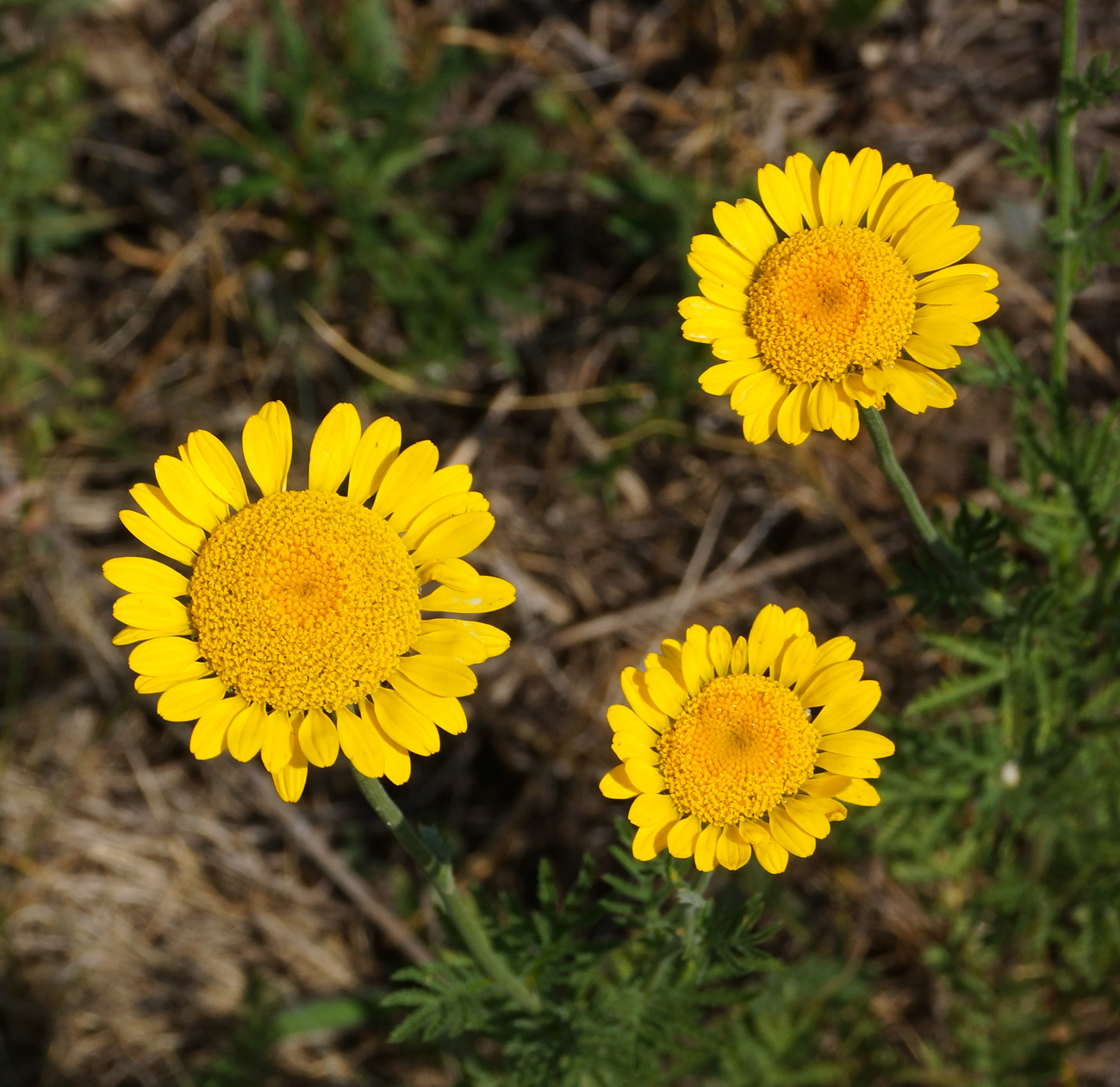 Изображение особи Anthemis tinctoria.