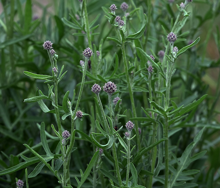 Изображение особи Centaurea scabiosa.