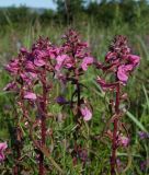 Pedicularis resupinata