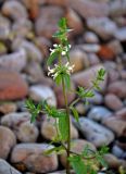 Stachys annua. Верхушка цветущего растения. Новгородская обл., берег оз. Ильмень, геологический памятник \"Ильменский глинт\", каменистый берег озера. 04.11.2018.