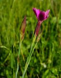 Dianthus deltoides. Распускающийся цветок и бутоны. Нижегородская область, окрестности г. Шумерля, пойма р. Сура, оз. Холодное. 11 июня 2008 г.