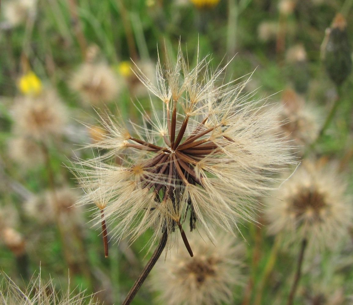 Изображение особи Scorzoneroides autumnalis.