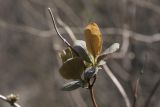 Lonicera etrusca