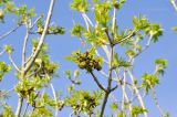genus Fraxinus. Ветвь с распускающимся соцветием. Приморье, о. Шкота, ясеневое редколесье. 26.05.2019.