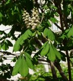 Aesculus hippocastanum