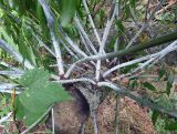 Salix acutifolia