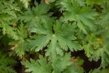 Geranium gymnocaulon. Листья. Краснодарский край, Адлерский р-н, окр. с. Эстосадок, северный склон хр. Аибга, выс. ≈ 2100 м н.у.м., субальпийский луг. 11.08.2020.