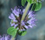 Mentha pulegium. Соцветие. Краснодарский край, городской округ Сочи, мкр-н Хоста, берег р. Хоста, заливаемая в половодье каменная россыпь. Июль 2020 г.