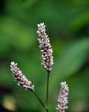 Persicaria lapathifolia