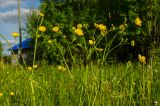 Ranunculus polyanthemos. Верхушки цветущих побегов. Пермский край, пос. Юго-Камский, разнотравный луг на окраине. 3 июня 2020 г.