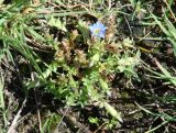 Gentiana squarrosa