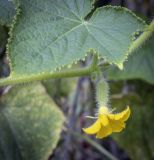 Cucumis sativus. Лист и цветок с завязью плода. Пермский край, г. Пермь, Кировский р-н, садовый участок, в культуре. 10.09.2023.