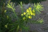 Euphorbia virgata