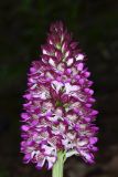 Orchis purpurea подвид caucasica. Соцветие с аномальными цветками, не развернувшимися в нормальное положение. Дагестан, Карабудахкентский р-н, окр с. Агачаул, хр. Нарат-Тюбе, по дну промоины в дубовом лесу ок. 200 м выс., н. у. м. 25 апреля 2023 г.