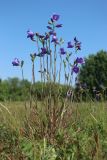 Campanula persicifolia