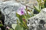 Ipomoea pes-caprae