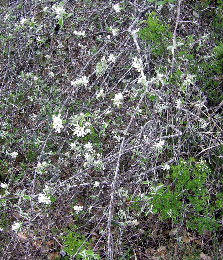 Image of Amelanchier ovalis specimen.