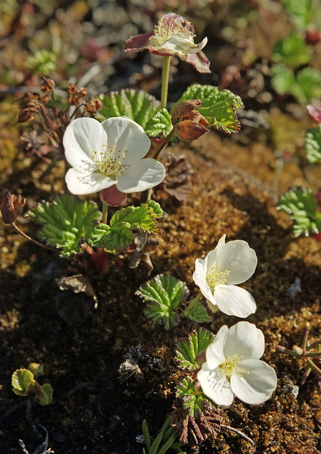 Изображение особи Rubus chamaemorus.