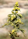 Artemisia annua