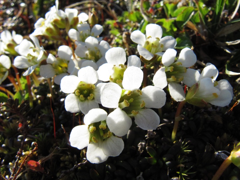 Изображение особи Diapensia lapponica.