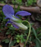 Viola riviniana