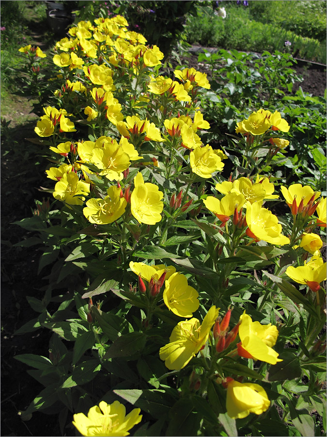 Изображение особи Oenothera pilosella.