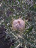 Cirsium pugnax. Нераспустившиеся соцветие. Кабардино-Балкария, Зольский р-н, долина Джилы-Су.