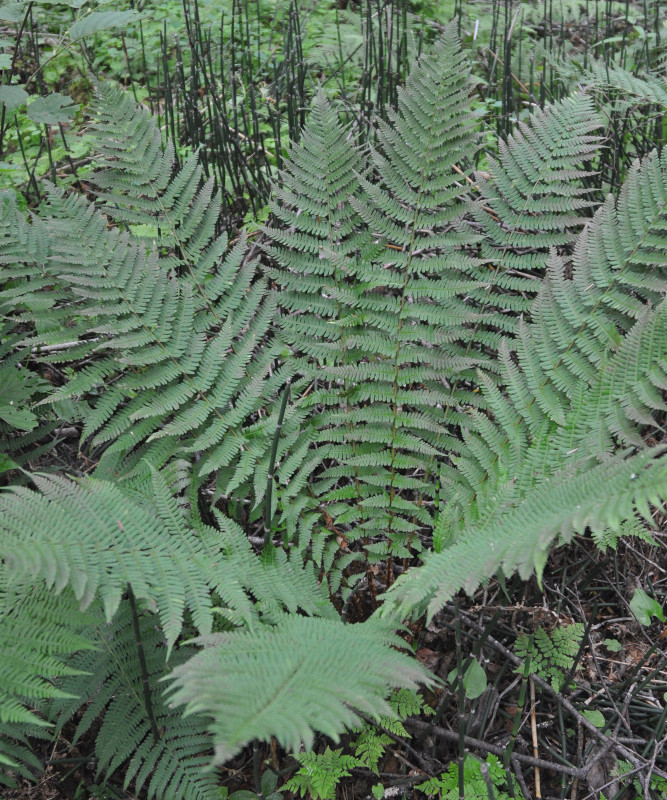 Изображение особи Dryopteris crassirhizoma.