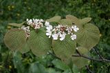 Viburnum furcatum