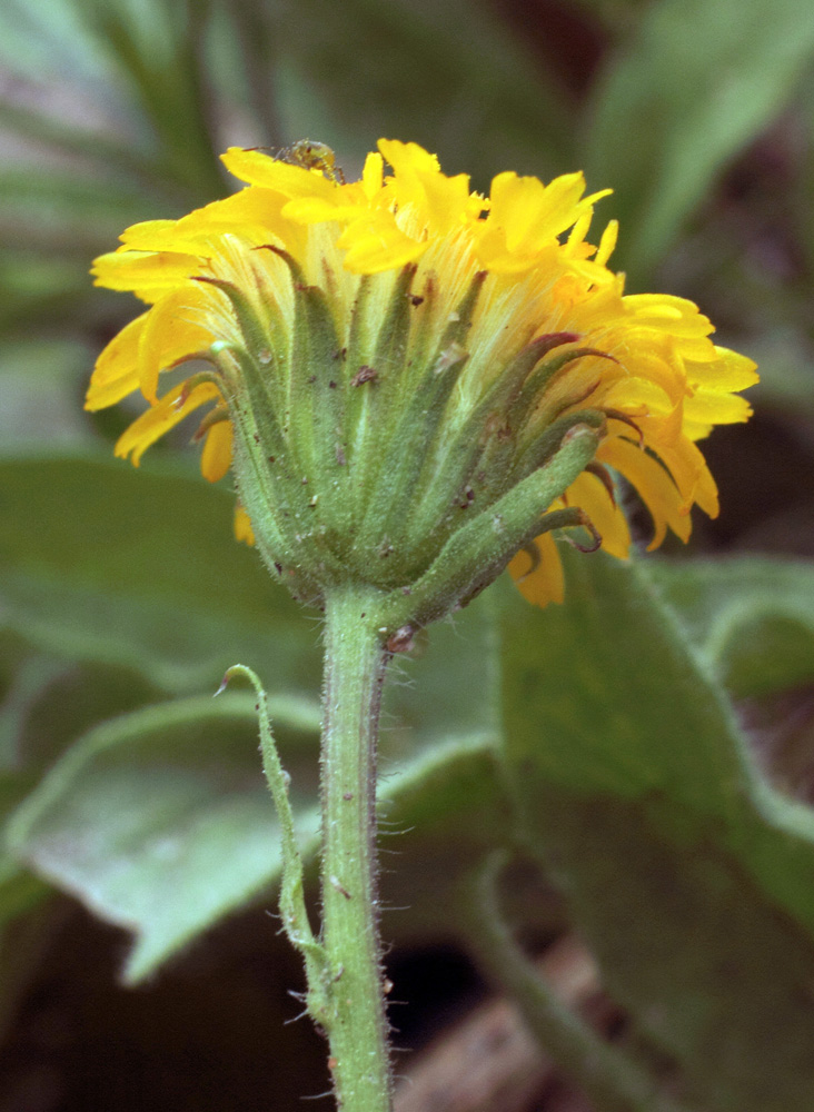 Изображение особи Erigeron cabulicus.