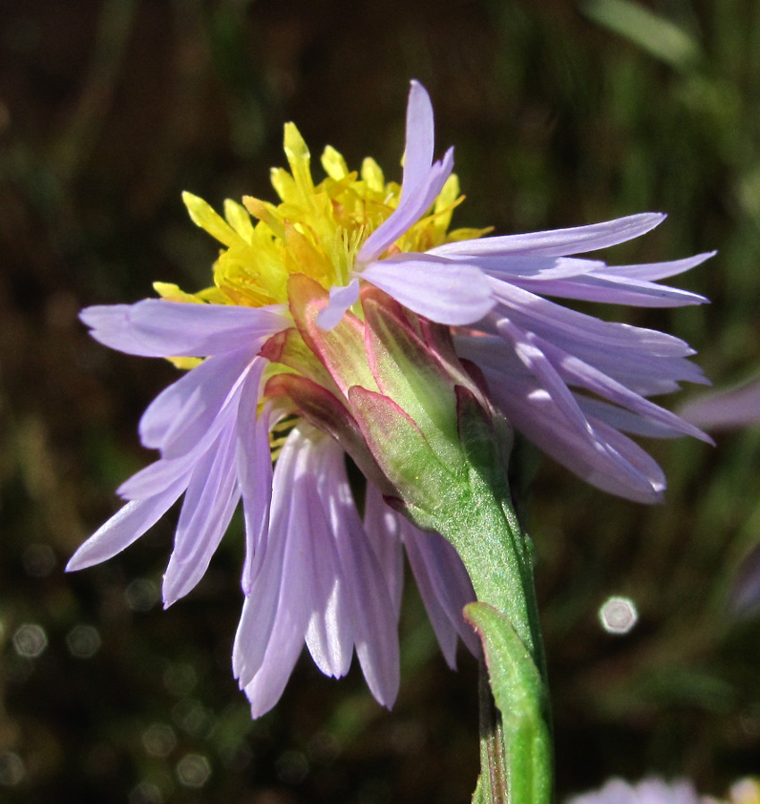 Изображение особи Tripolium pannonicum ssp. tripolium.