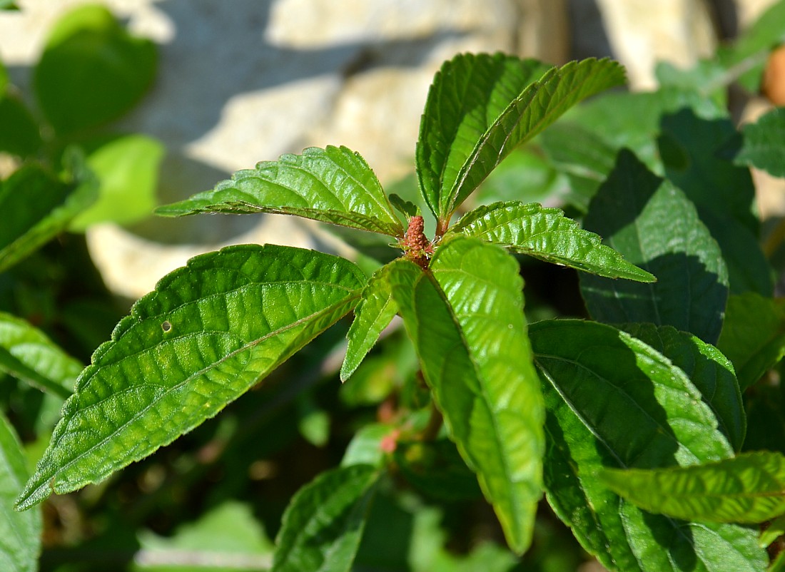 Изображение особи Acalypha australis.