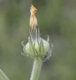 Picris pauciflora