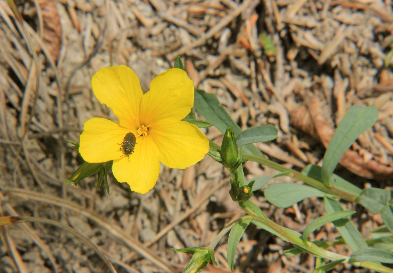 Изображение особи Linum tauricum.