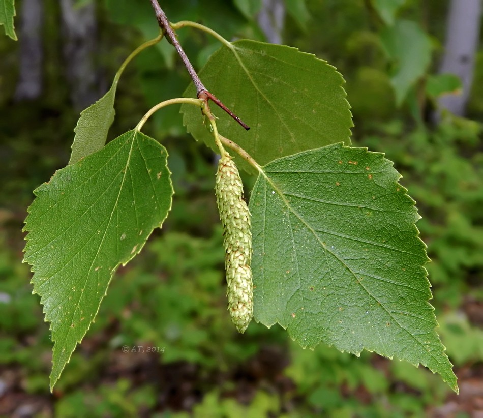 Изображение особи Betula pendula.