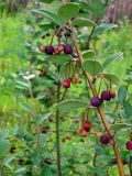 Cotoneaster melanocarpus. Ветвь с незрелыми плодами. Юг Красноярского края, сосновый бор в р-не г. Минусинск. Июль 2009 г.