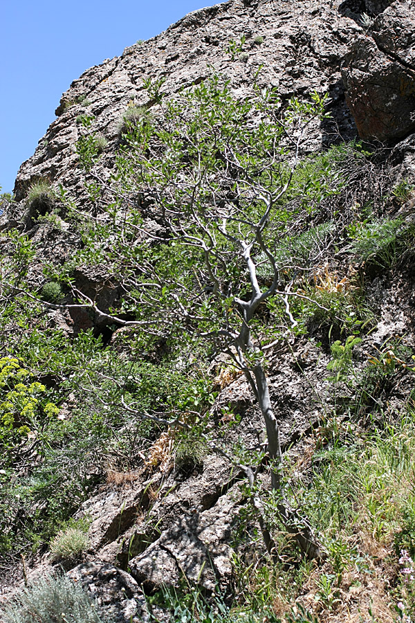 Image of Celtis caucasica specimen.