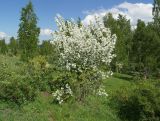 Malus подвид cerasifera