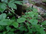 Galium paradoxum. Верхушки цветущих растений. Приморье, Партизанский р-н, урочище Большой Липовый, у горно-таежного ручья. 19.06.2016.